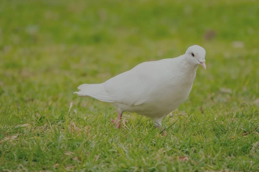 Albino Pigeon Breed Guide Apperance and Worth Your Pet
