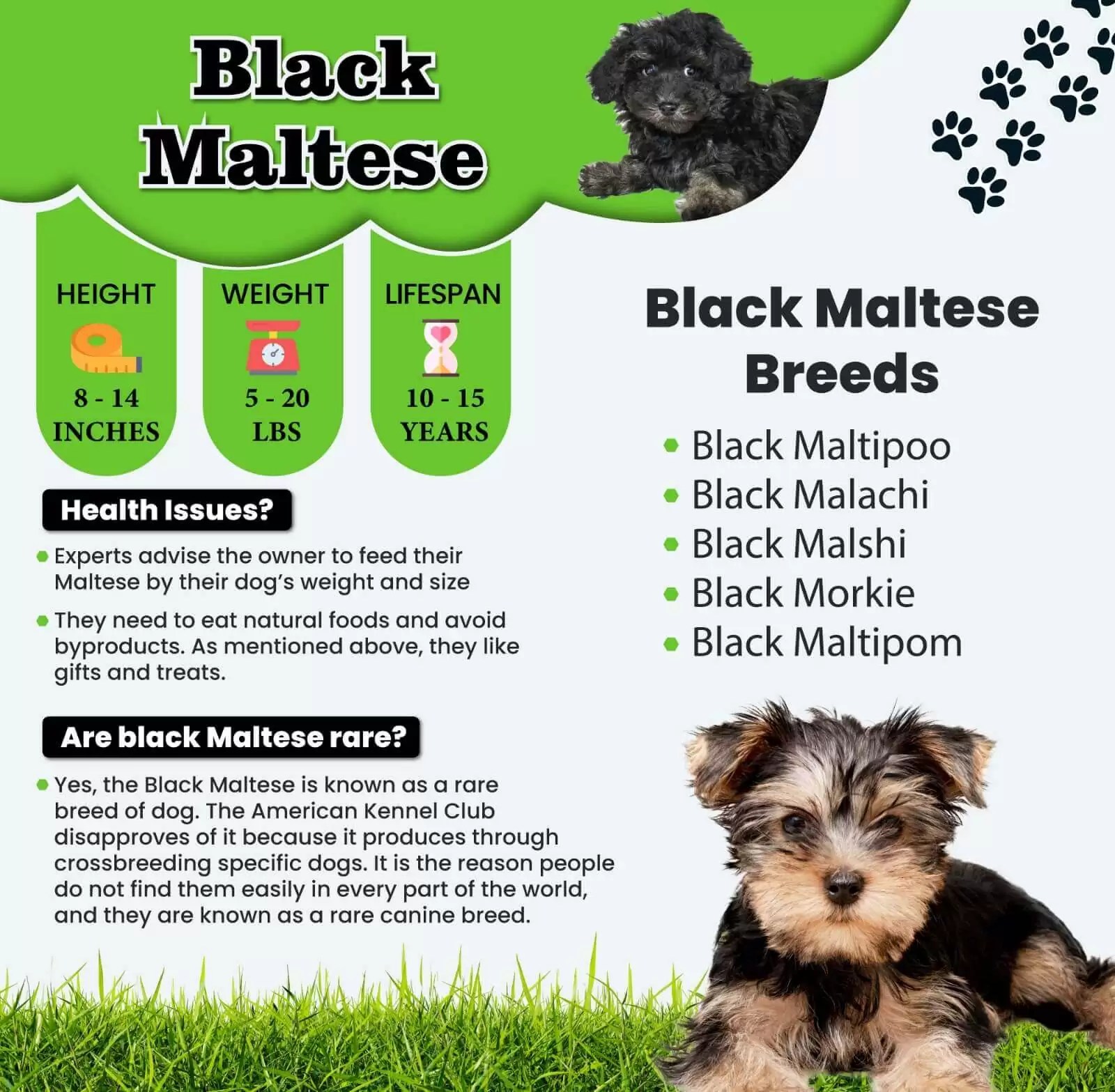 Black Maltese Dog Breed Information Step By Step Your Pet