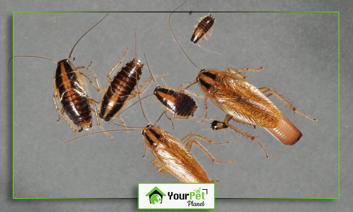 Cockroach Nymphs Facts you want to know Your Pet