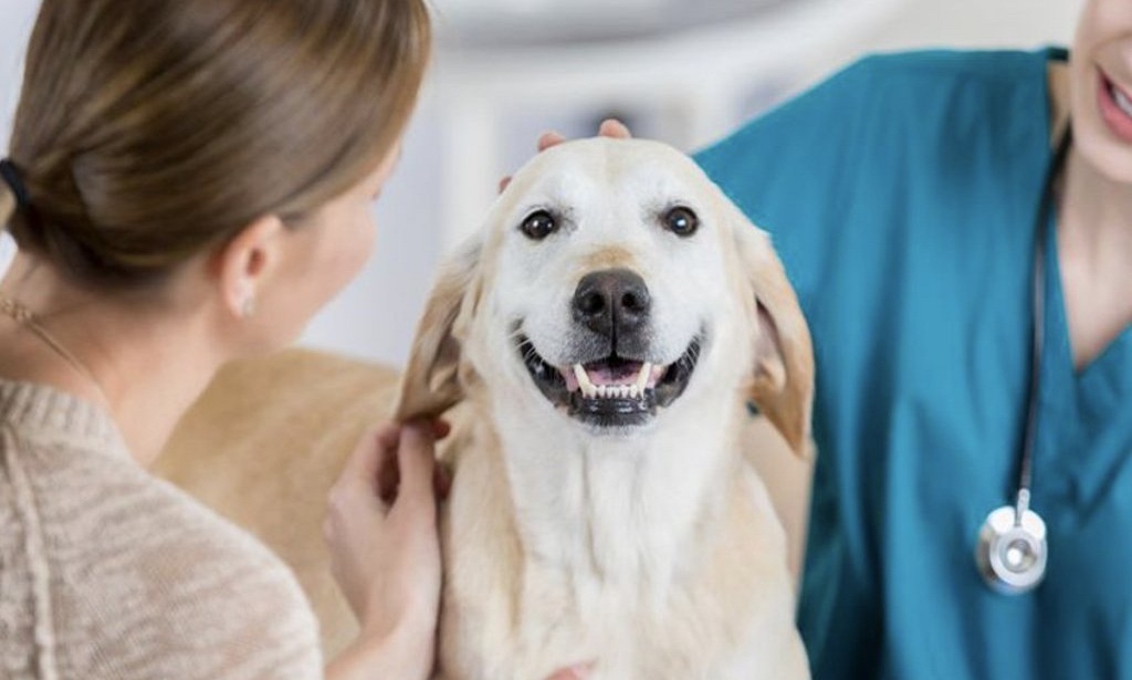 Most Common Pet Insurance Claims Your Pets Buddy