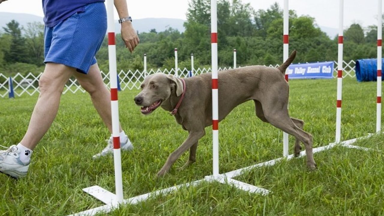How To Find The Right Pet Trainer For You? Your Pets Buddy