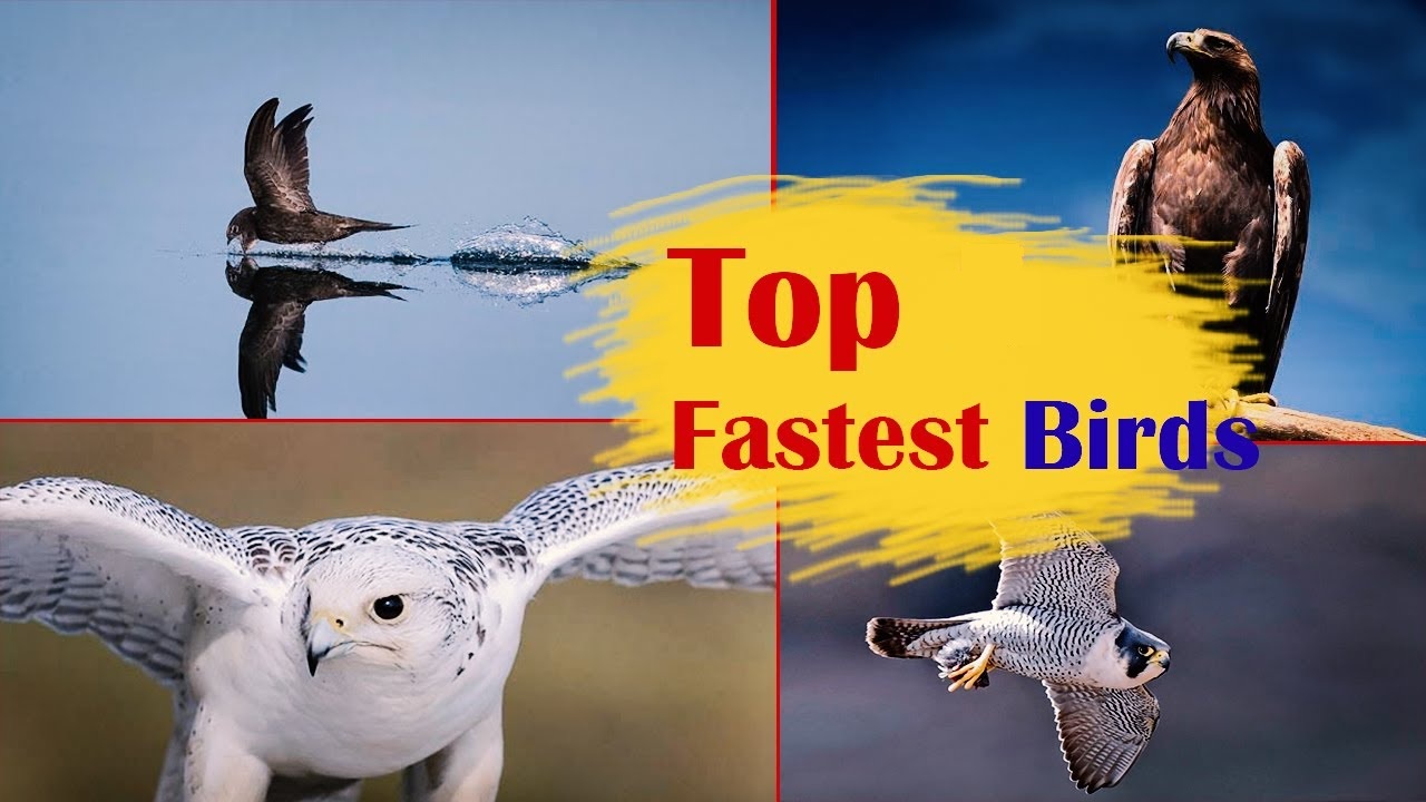 Top 5 Fastest Birds In The World Your Pets Buddy