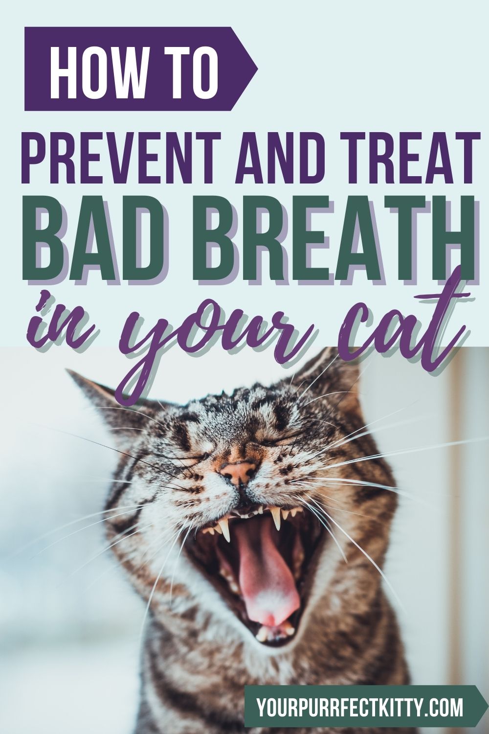 Bad Breath in Cats How to Prevent and Treat It Your Purrfect Kitty