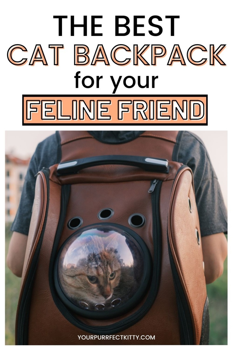 The Best Cat Backpacks for Your Feline Friend Your Purrfect Kitty