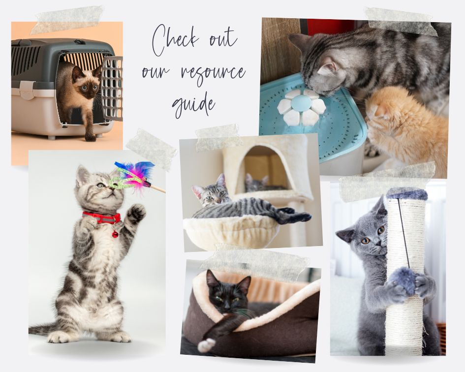 How to Get Cat Urine Smell Out of Concrete & Cement Your Purrfect Kitty