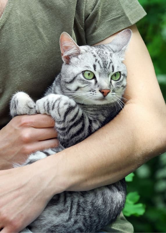 The Big List of Grey Cat Names Your Purrfect Kitty