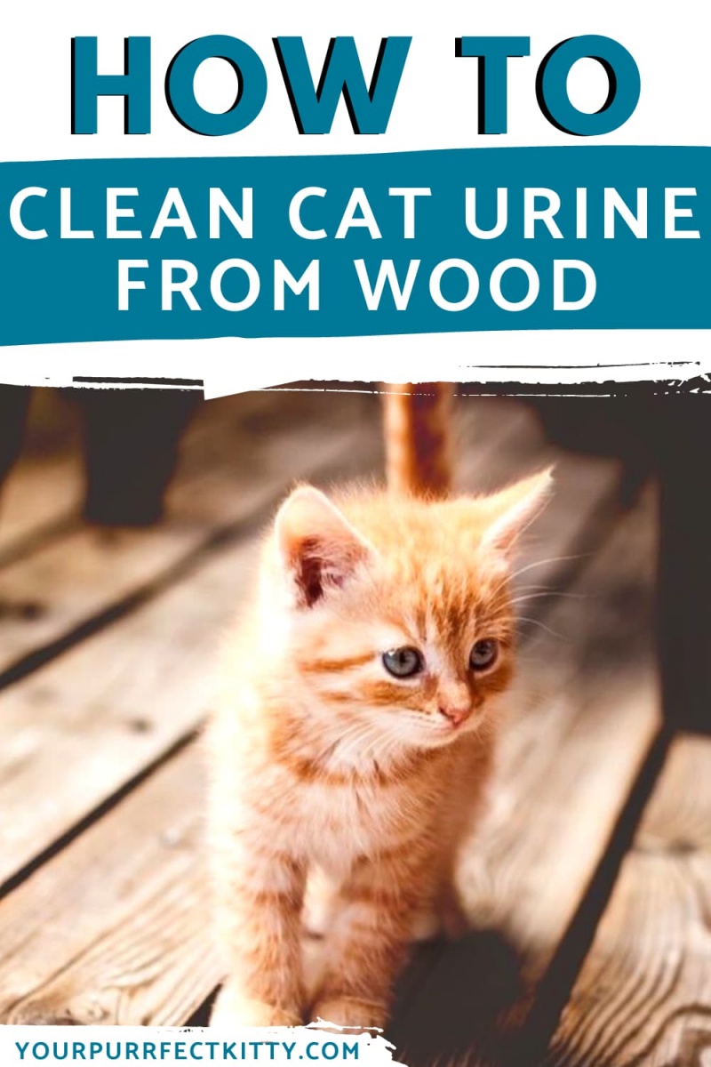 Get That Cat Pee Smell Out Of Your Wood Floors! Your Purrfect Kitty