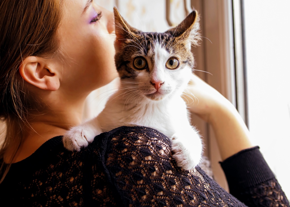 17 Easy Ways to Entertain Your Cat Your Purrfect Kitty