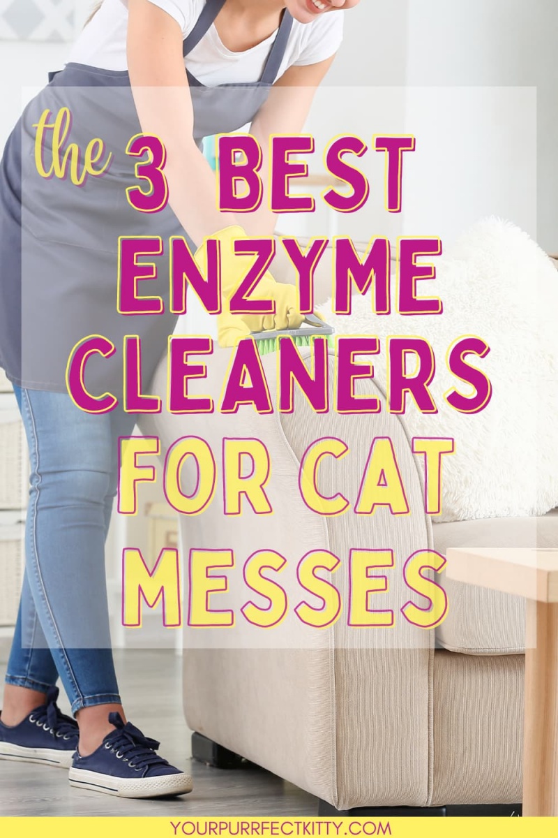 The 3 Best Enzyme Cleaners for Cat Urine Your Purrfect Kitty