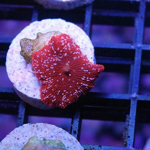 Home Your Reef Live Coral for Sale Buy Coral Online