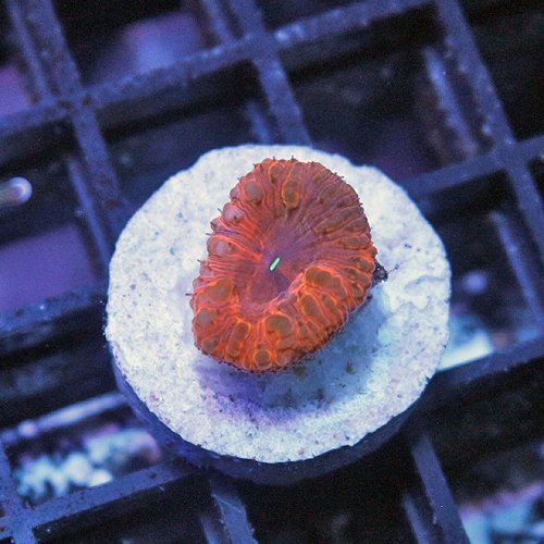 Home Your Reef Live Coral for Sale Buy Coral Online