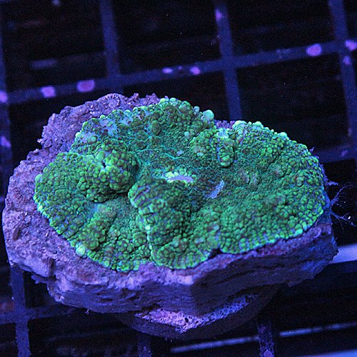 Home Your Reef Live Coral for Sale Buy Coral Online