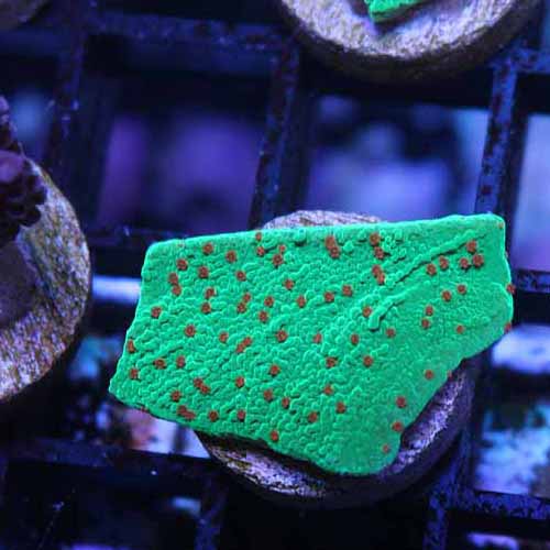 Home Your Reef Live Coral for Sale Buy Coral Online