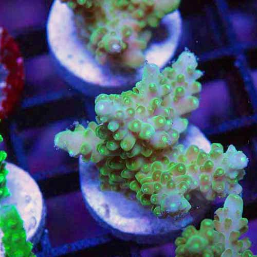 Home Your Reef Live Coral for Sale Buy Coral Online