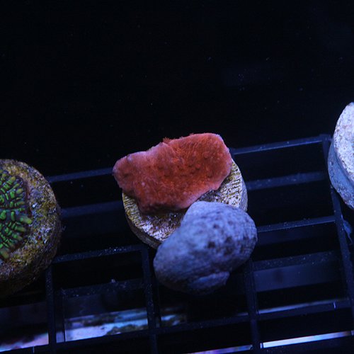 Home Your Reef Live Coral for Sale Buy Coral Online