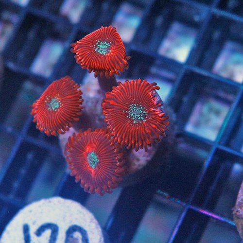 Home Your Reef Live Coral for Sale Buy Coral Online