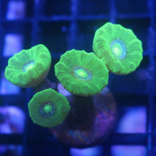 Home Your Reef Live Coral for Sale Buy Coral Online
