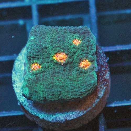 Home Your Reef Live Coral for Sale Buy Coral Online