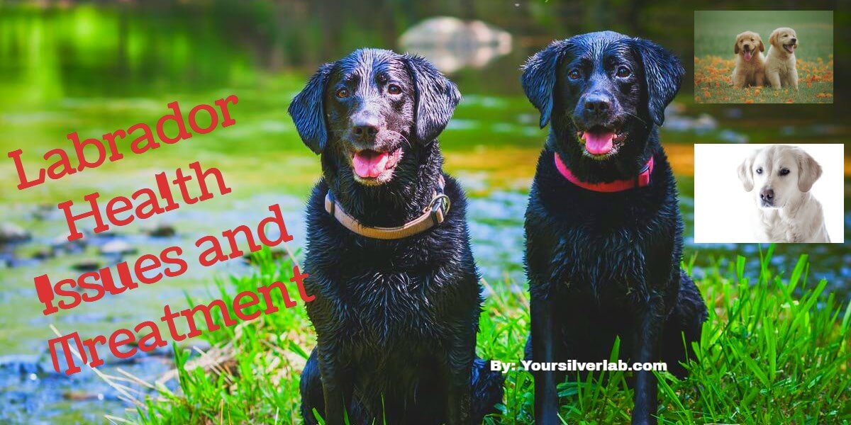 Silver Lab Health Issues Ear, Eye, Skin Diseases & Treatment