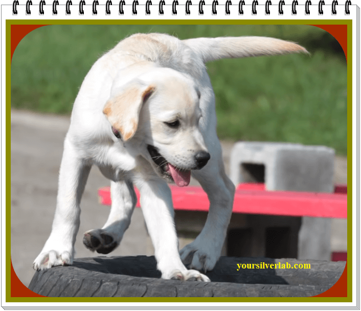 How Much Does A Yellow Lab Puppy Cost How Much Does A Labrador