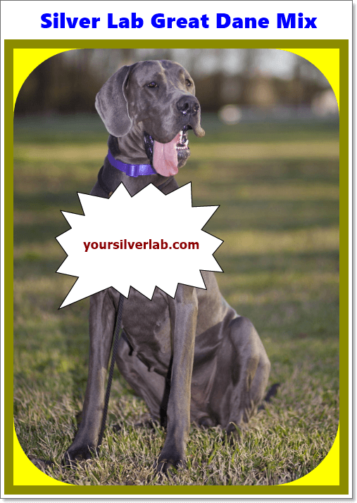 Silver Lab Great Dane Mix, Breeders, Health, Life and Review 2020