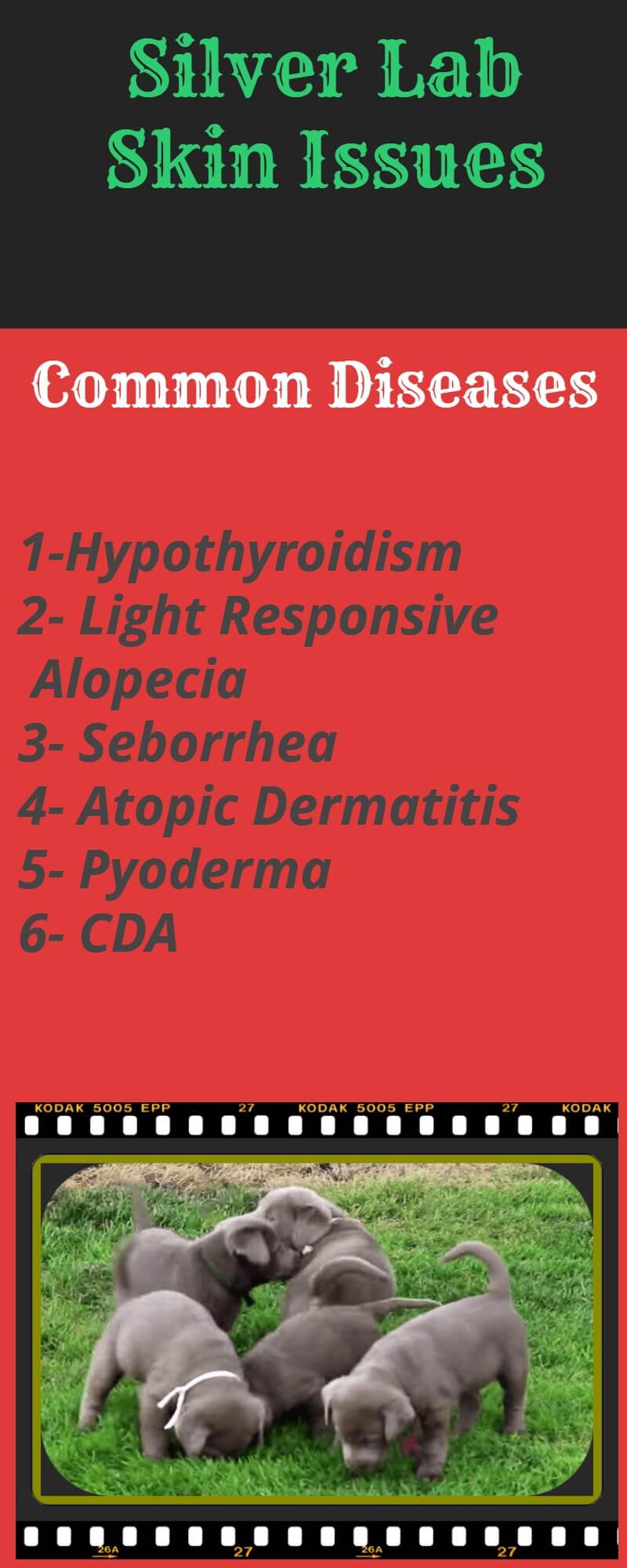 Silver Lab Skin Issues Emergency Vet and Best Remedies in 2022