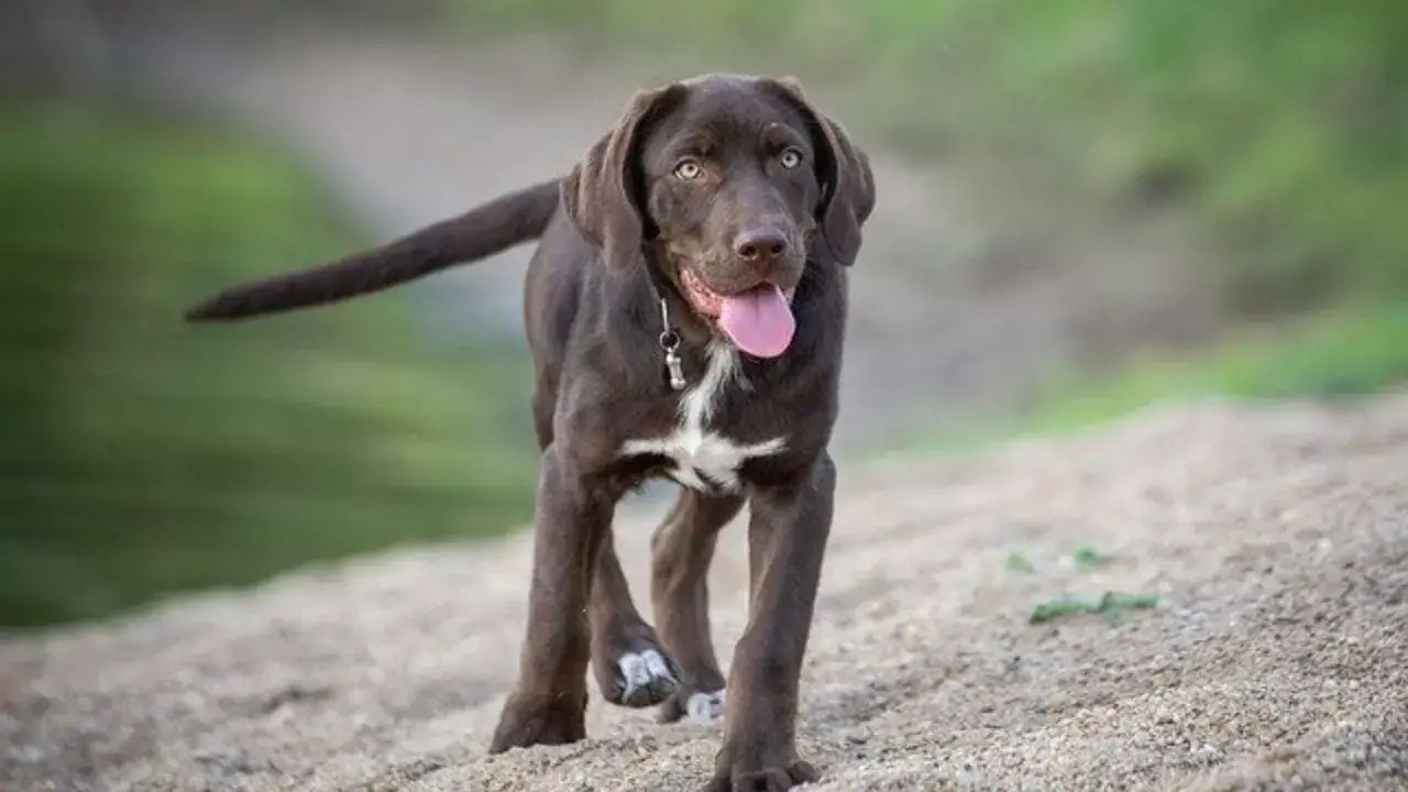 When Do Labradors Stop Growing? [Average Growth Of Labradors]