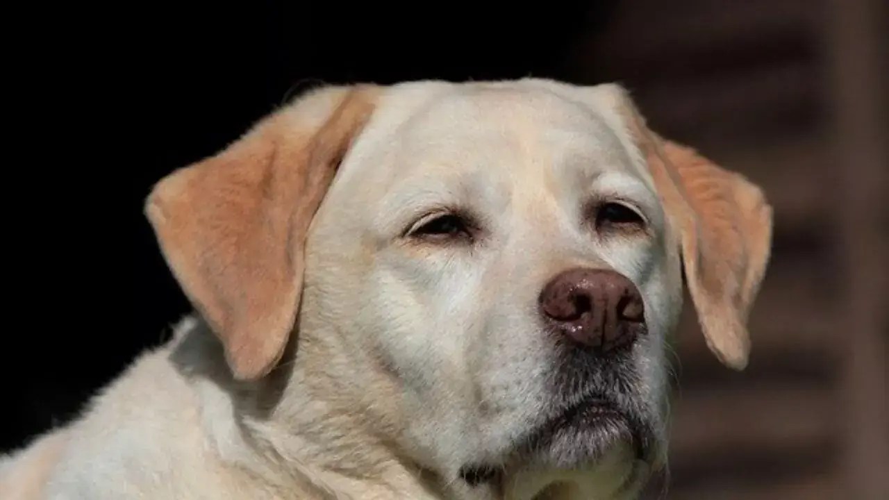 How Much Exercise Does a Labrador Need?