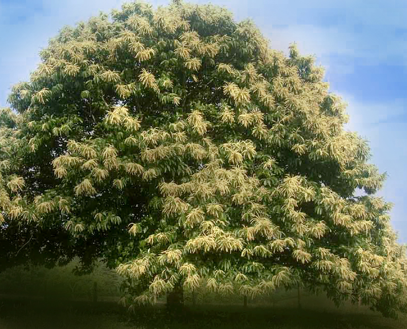 Ma démarche environnementale pour la fabrication de yourte