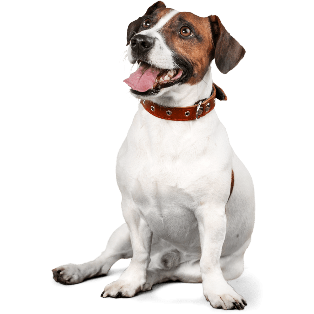 Vet Near Me Greenville, NC 27834 Trinity Veterinary Hospital