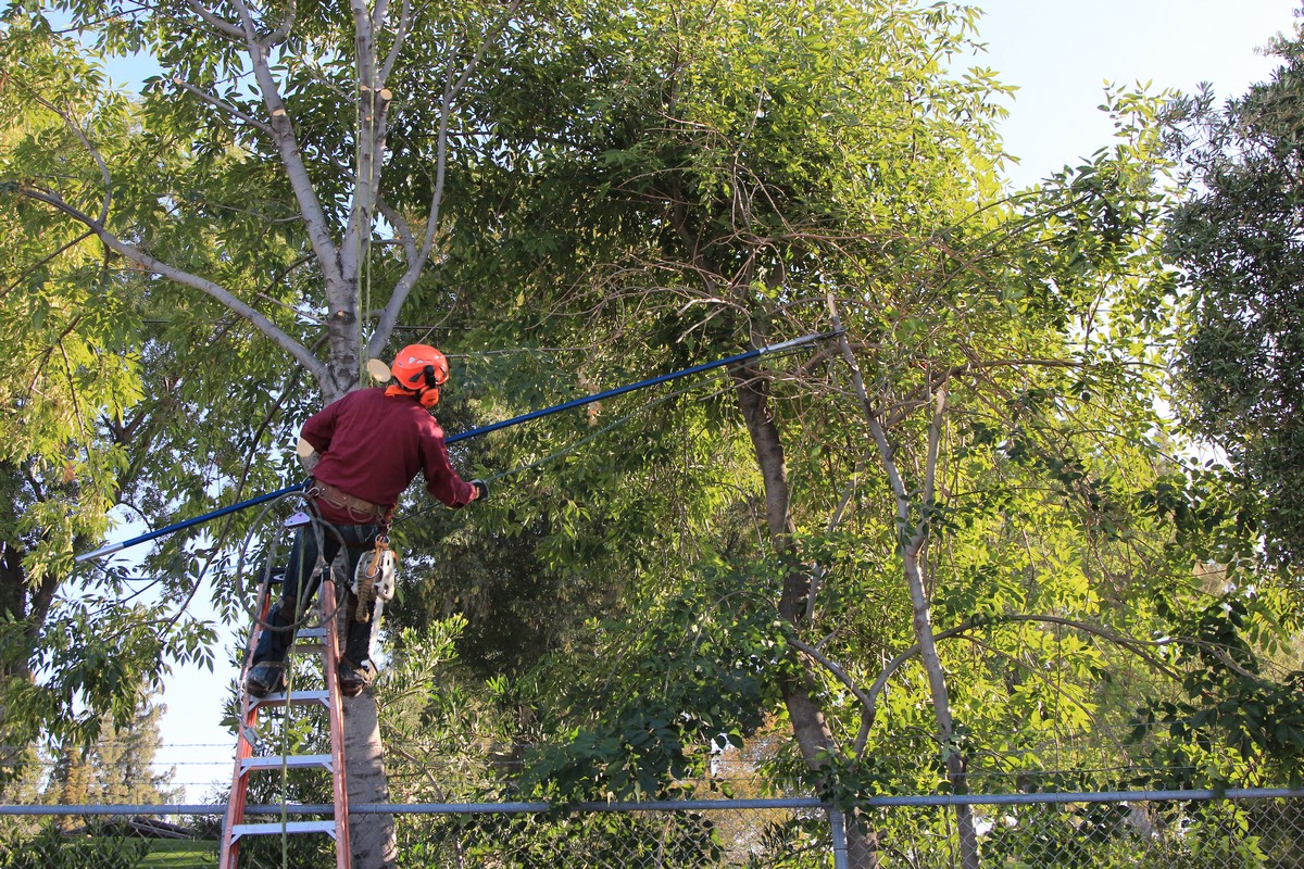 Professional Tree removal in Los Angeles Your Way Tree Trimming