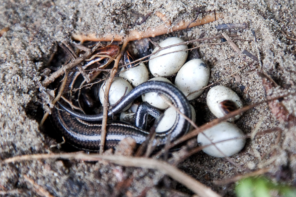 Nature in Your Backyard Fivelined skinks! Your Wild Life