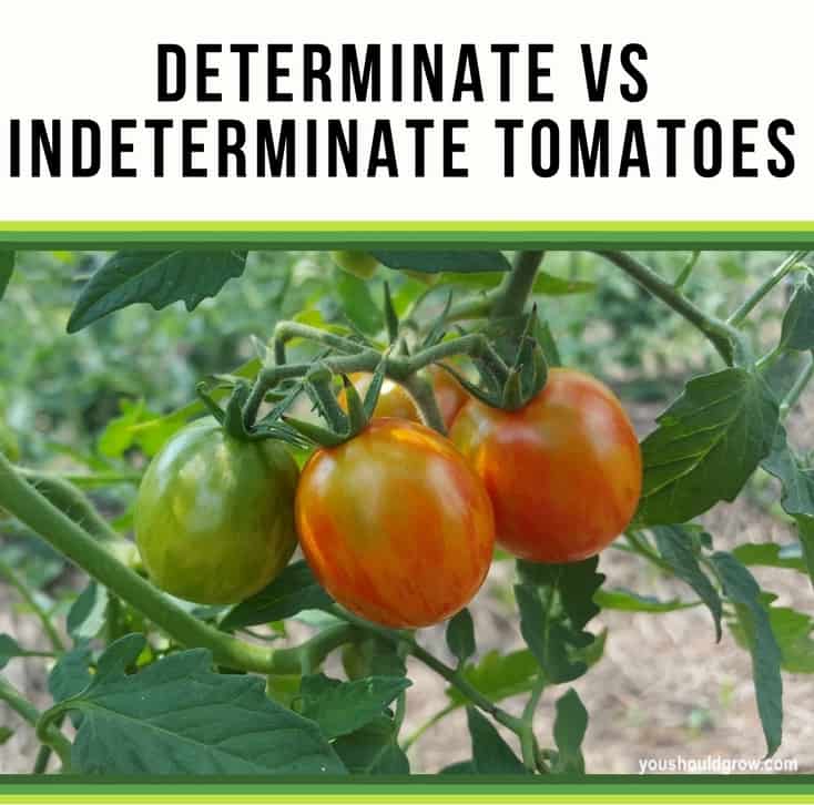 How To Care For Determinate vs Indeterminate Tomatoes You Should Grow