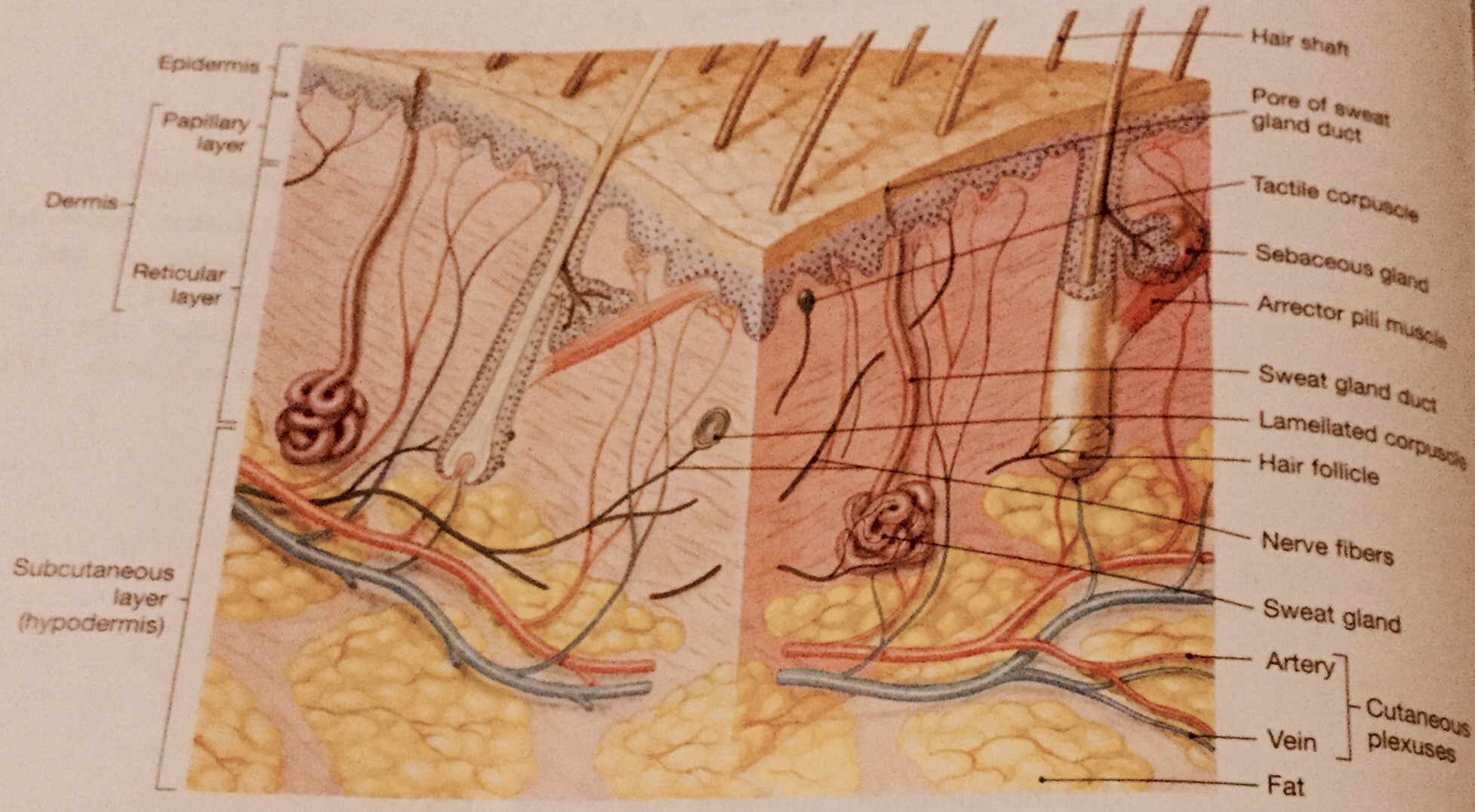 What is skin care & how to care for your skin Part 1 Take care of the