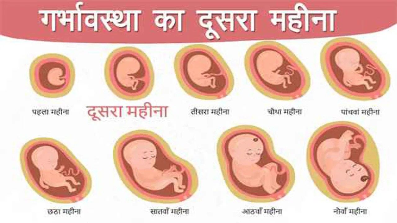 Pregnancy ka Dusra Mahina 2 Month of Pregnancy in Hindi