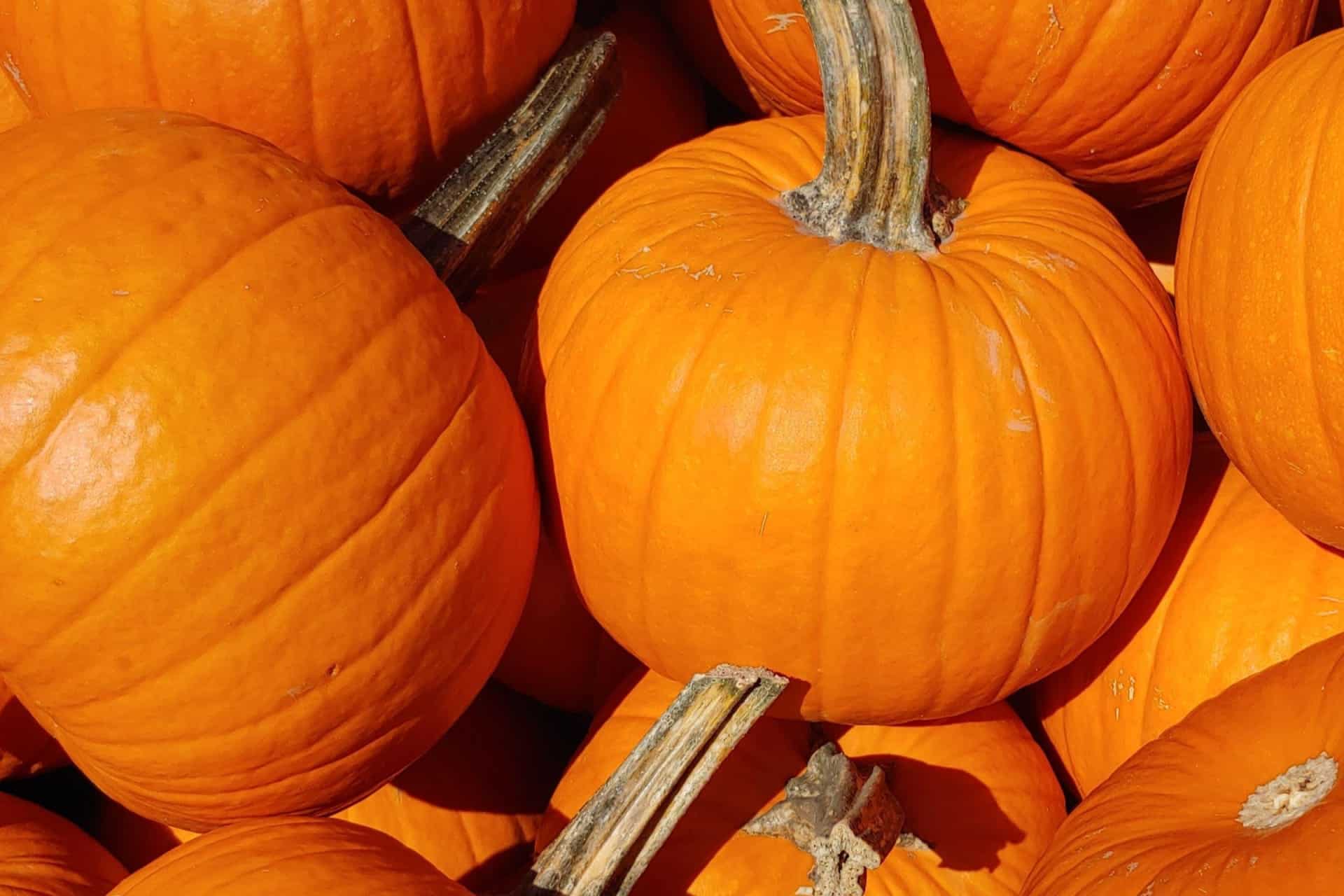 🎃 10 Free Pumpkin Coloring Pages: Free Printable 🎃