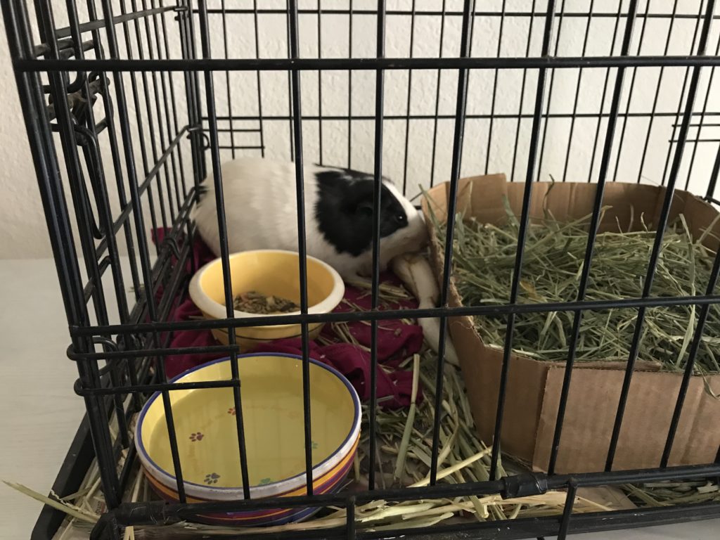 Pets Need Homes After Local Woman Passes Away Yo! Venice