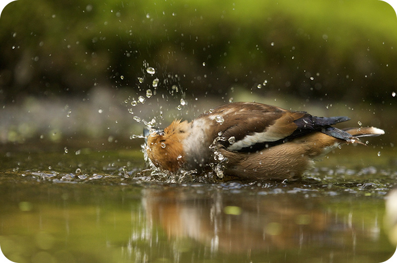 Do Birds Need Water? YoyiPet