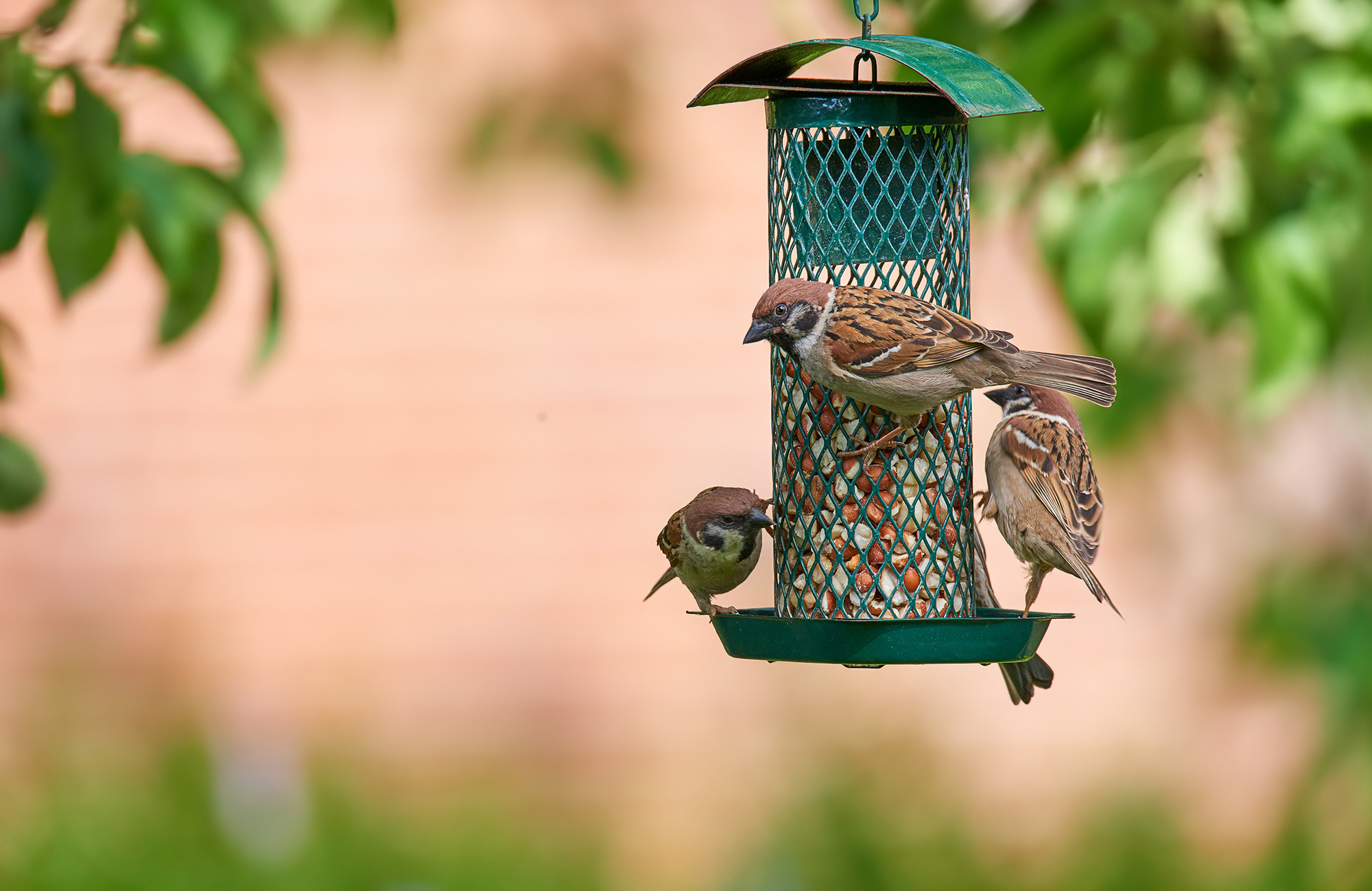How Do Birds Find Bird Feeders? YoyiPet