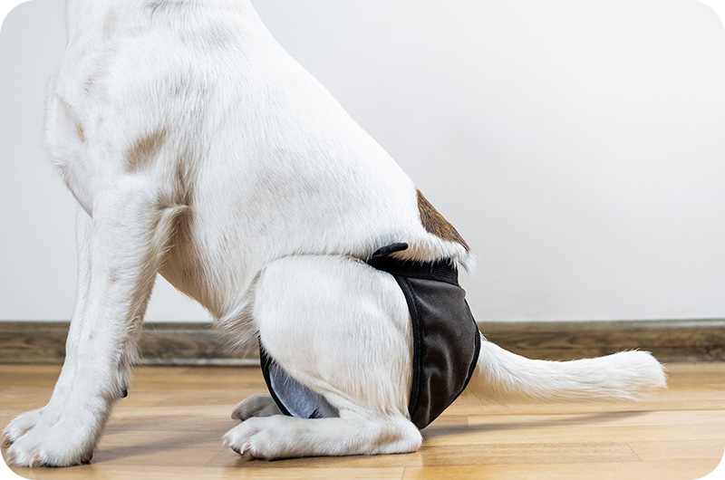 Can A Dog Wear A Diaper After Neutering? YoyiPet