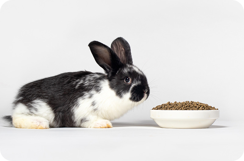 Will Cat Food Hurt A Rabbit? YoyiPet