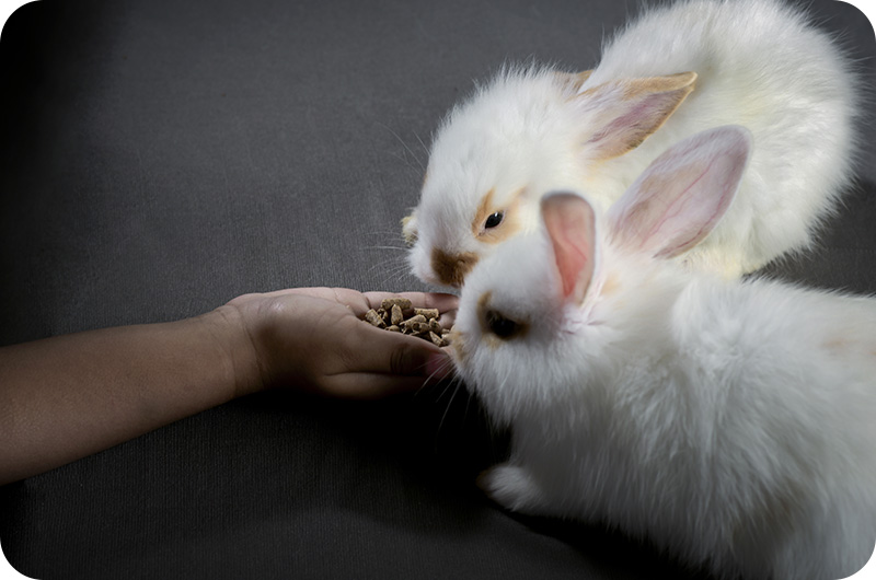 Will Cat Food Hurt A Rabbit? YoyiPet