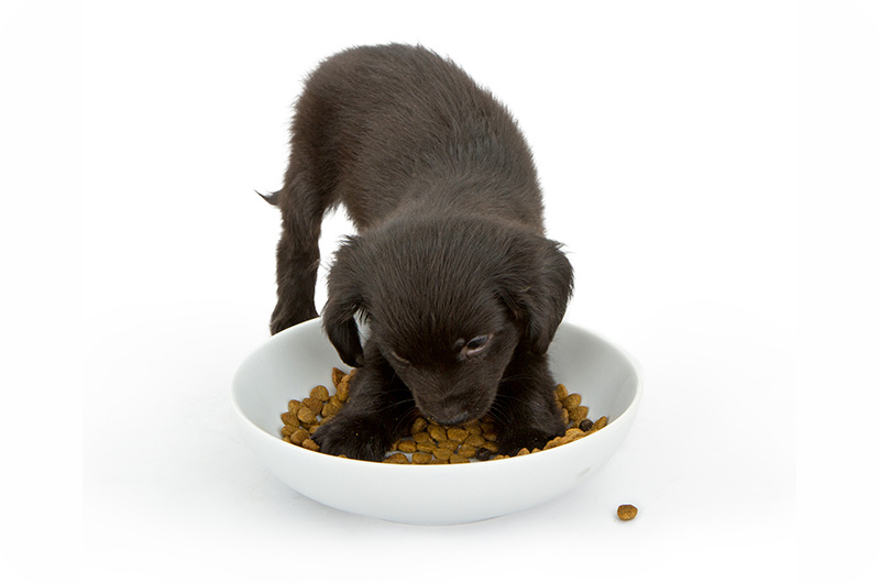 Why Do Dogs Jump Around Their Treats? YoyiPet