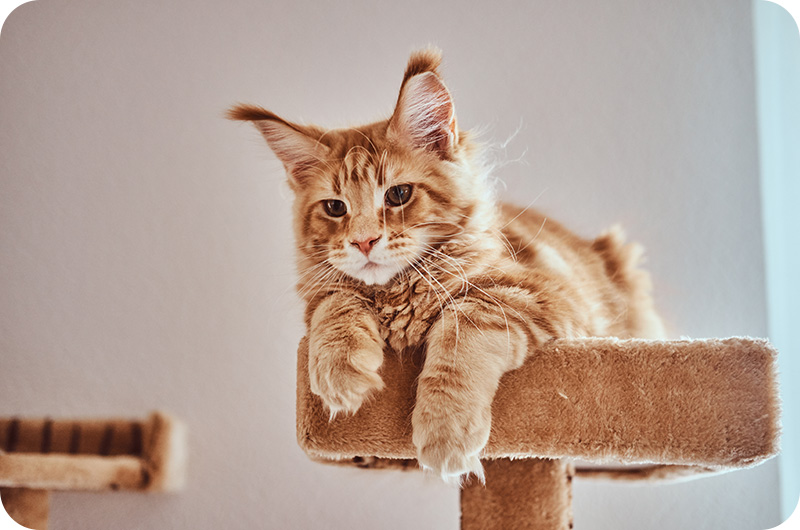 How Young Can A Cat Get Pregnant? YoyiPet