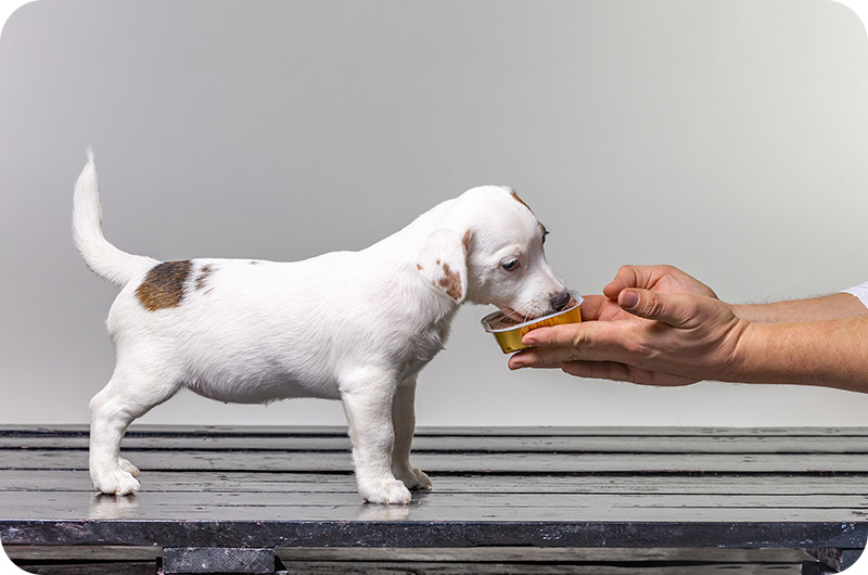 How To Get A Dog To Eat While On Antibiotics? YoyiPet