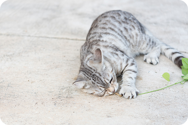The Fluffy World Of Grey Cats YoyiPet