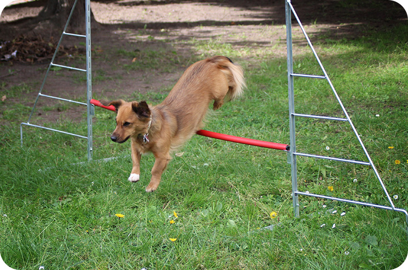 Why Do Dogs Jump Around Their Treats? YoyiPet