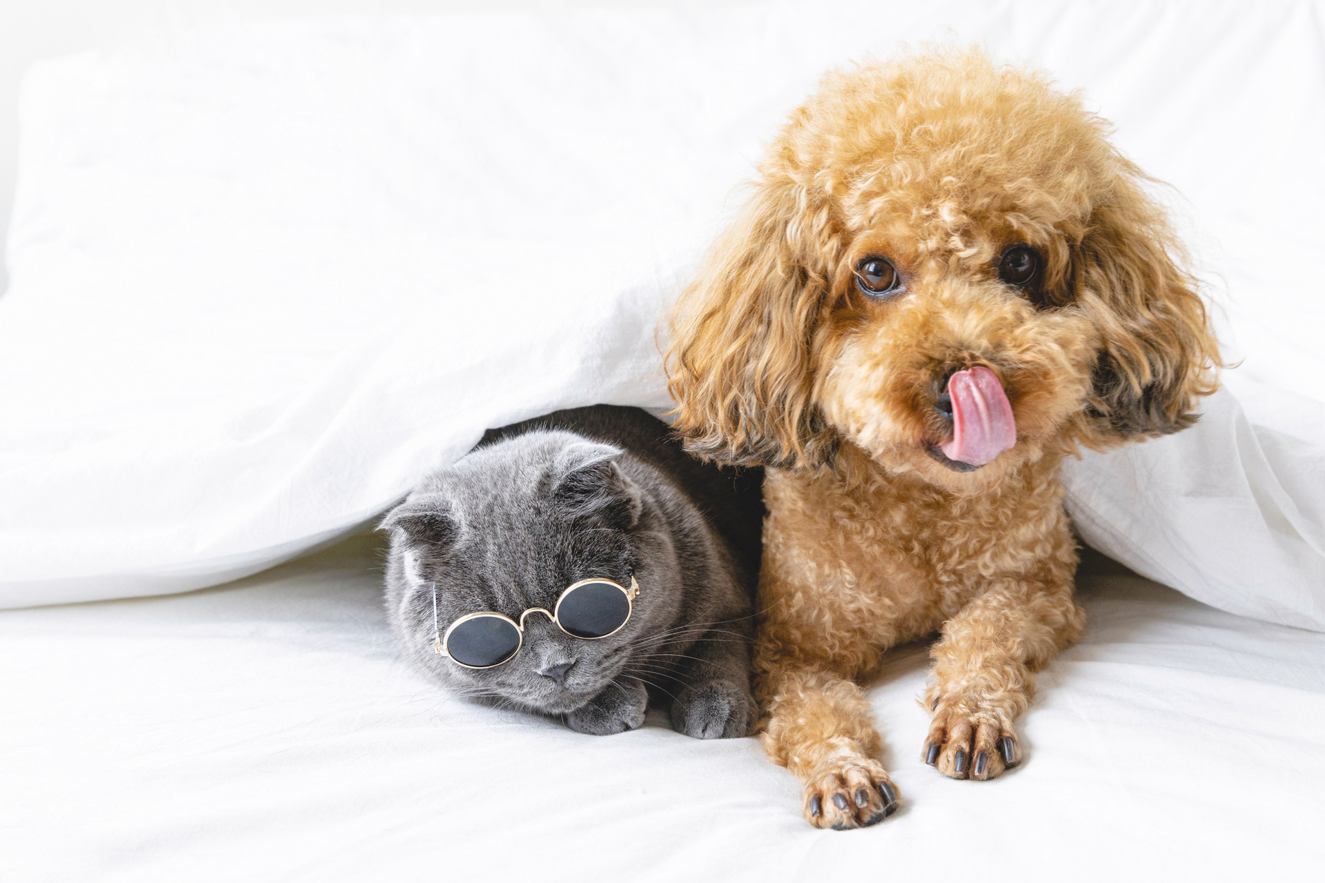 How Many Toes Does A Dog Have? YoyiPet