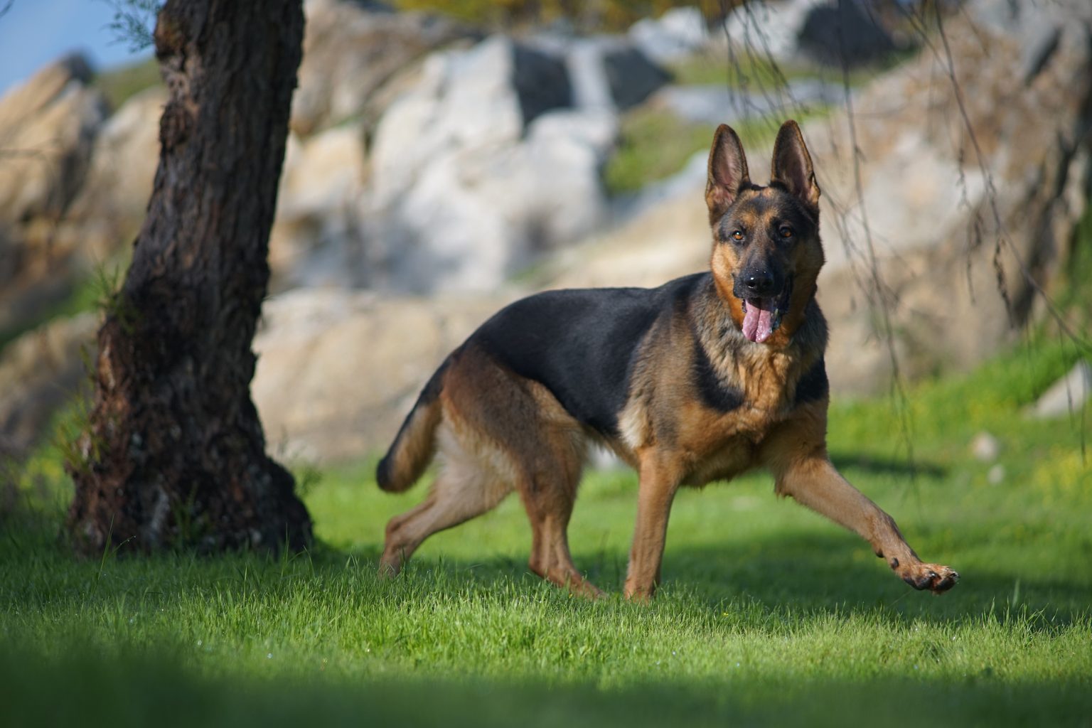 How Far Can A Dog Run Into The Woods? YoyiPet
