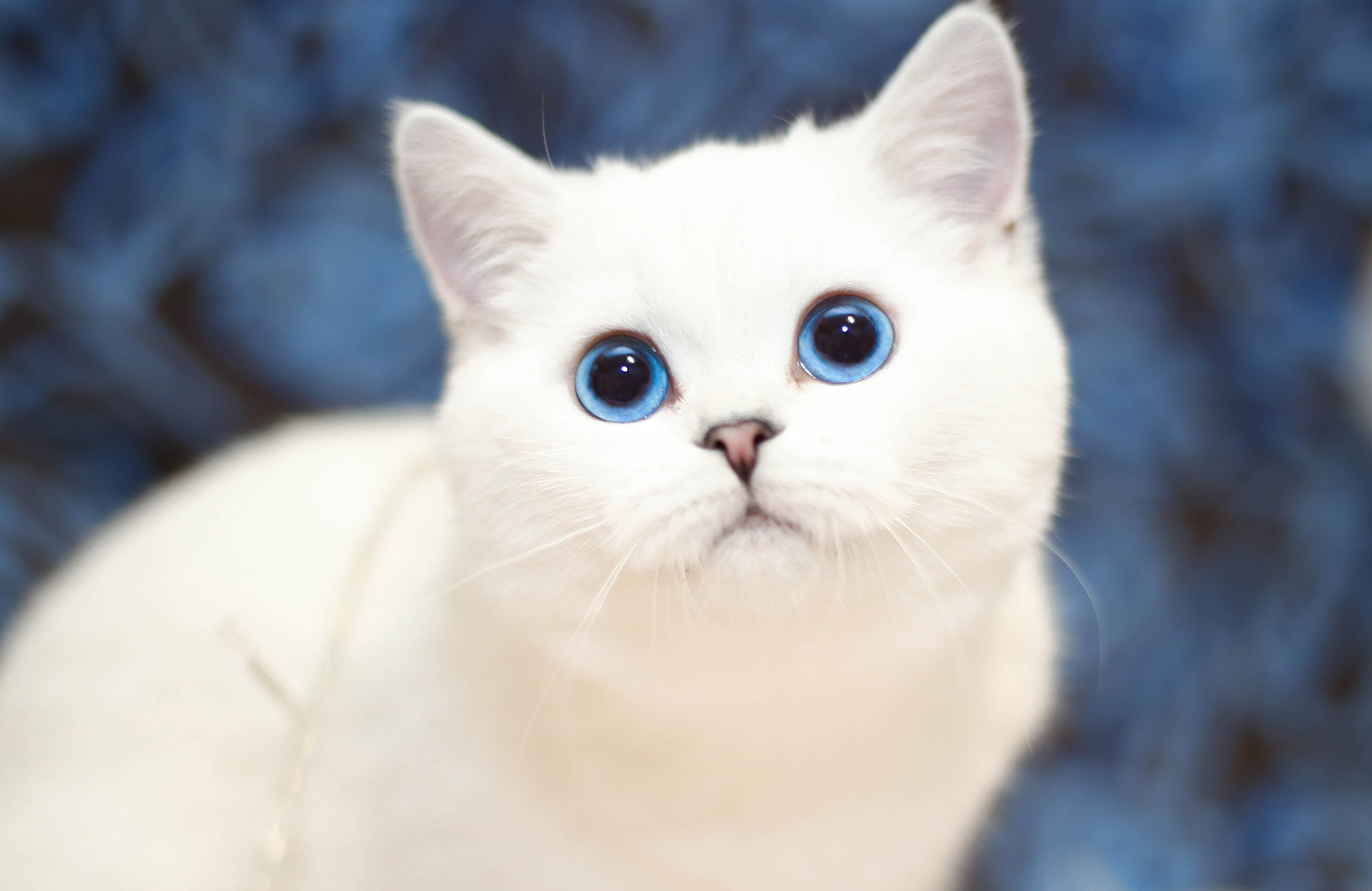 Are White Cats With Blue Eyes Deaf YoyiPet